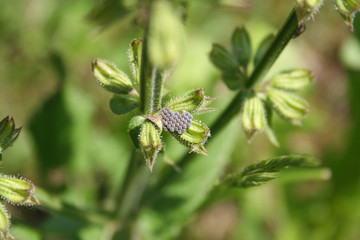 Black insect eggs on a plant in the meadow