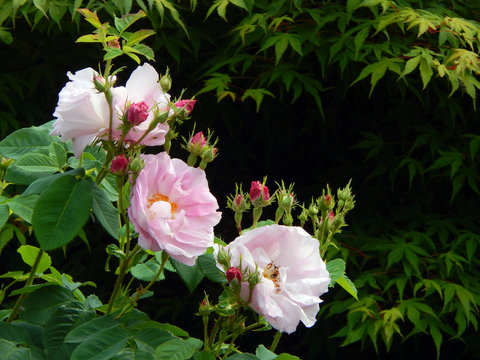 Flowers and buds of the damask rose variety Celsiana (Rosa × damascena) with acer tree leaves behind
