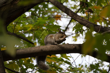 Squirrel on Tree Montréal Canada 
