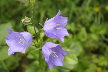 Beautifiul purple bell flowers in the garden. Campanula