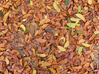 Pile of dry leaves on the grass