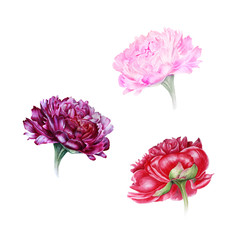 Watercolor set of peonies: pink, purple, red