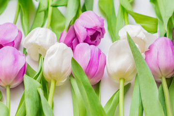 Fototapeta premium white and purple blooming tulips. floral background