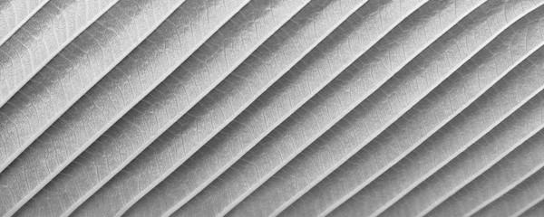 gray leaf pattern texture