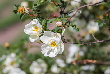 Beautiful white wild roses in bloom. Dogrose.