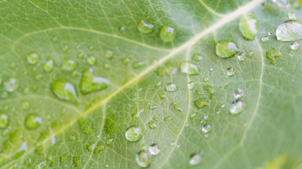 Beautiful green leaf texture with drops of water