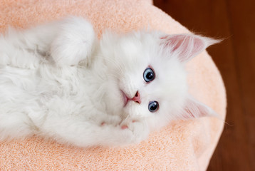white kitten Maine Coon lies comfortably on Blankets