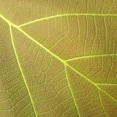 leaf texture ( teak leaf )