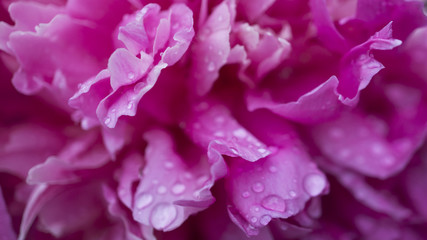 Beautiful shiny water droplets on flower petal peony macro. Drops of dew. Gentle soft elegant airy artistic image with soft focus.