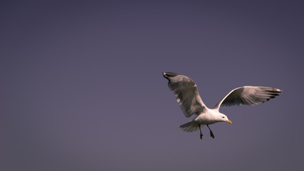 Gull Is Going Down
