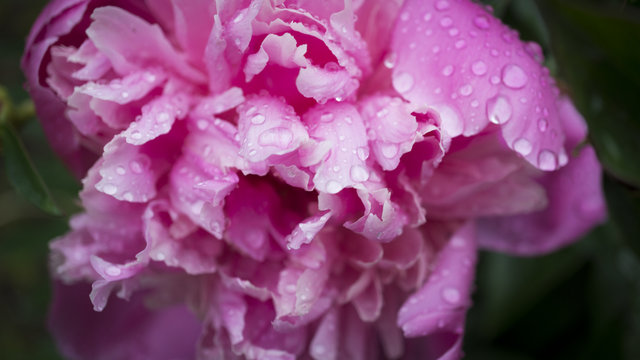 Beautiful shiny water droplets on flower petal peony macro. Drops of dew. Gentle soft elegant airy artistic image with soft focus.