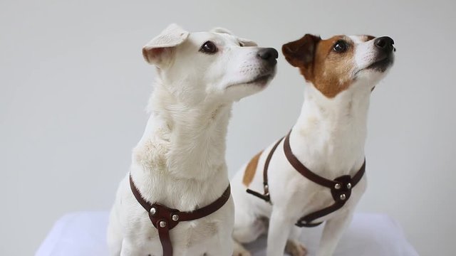 Two dogs are watching muzzles behind the movement behind the camera on a white background. 2 Jack Russell Terrier puppy at home interior
