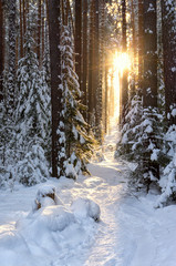 Forest path to the sun. Ural Mountains. Coniferous forest. Winter landscape. Russia