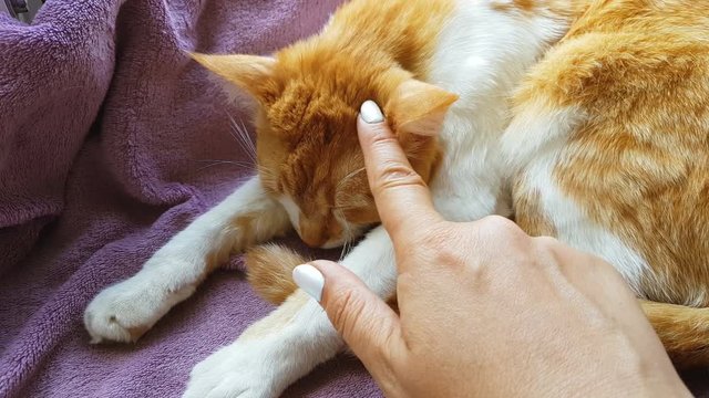 Happy red cat kitten likes being stroked by woman's hand.  Cute funny red-white cat on the blanket, close up, dynamic scene, 4k video.