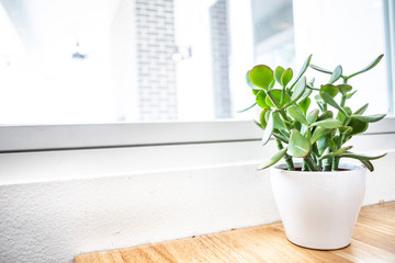 Predominantly white picture of succulent on a table next to window