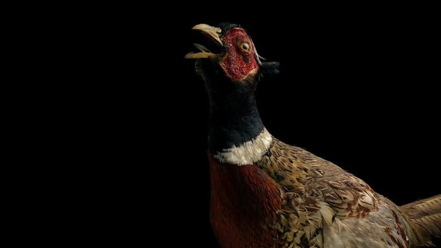 Taxidermy Pheasant Bird