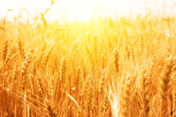 Golden wheat field, Agriculture farm and farming concept