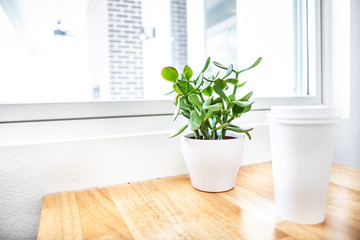 Predominantly white picture of succulent on a table next to window with a take away coffee cup