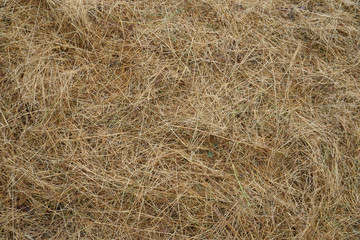 There's fresh hay and straw