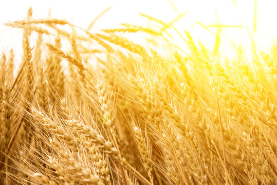 Golden wheat field, Agriculture farm and farming concept