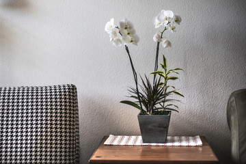 White orchid in a pot on a wooden table