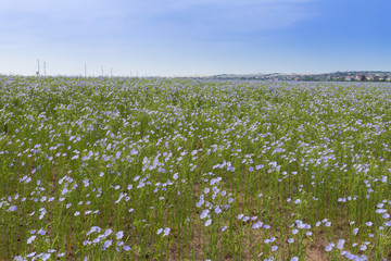 natural background, blooming flax field, blue flax flower,