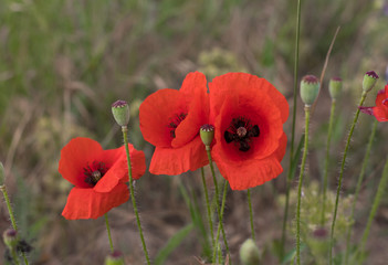 red poppies on a natural green background
