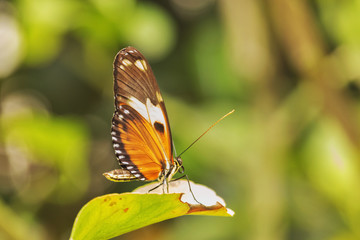 Fototapeta na wymiar Colored butterfly