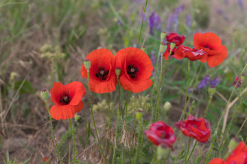 red poppies on a natural green background