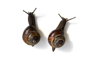 Grape garden snails (Helix pomatia) slug isolated on white background close-up, top view