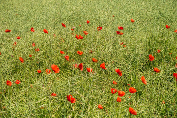Fototapeta premium Klatschmohn