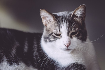 Chat tabby