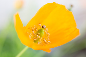 poppy