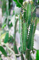 Cactus in summer on the street