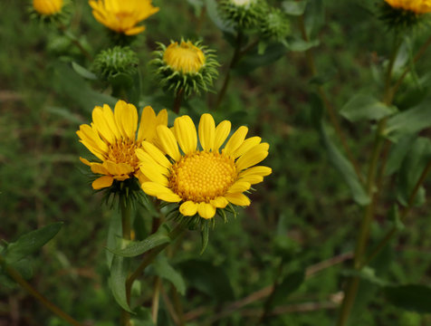 Closeup image of Gumweed Grindelia in organic garden .Grindelia has a calming effect it effective in the natural treatment of asthma and bronchial conditions.