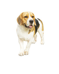 Beautiful beagle dog stands isolated on white background.