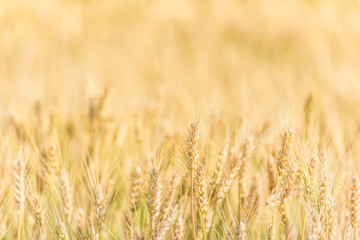 Beautiful nature sunrise landscape. Summer background of ripening ears of agriculture landscape. Wheat field natural product.