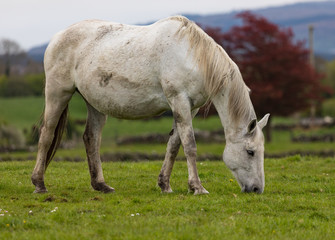 Naklejka na ściany i meble White horse grazing in a rural grass field 