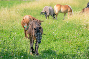 Pferde auf der Weide