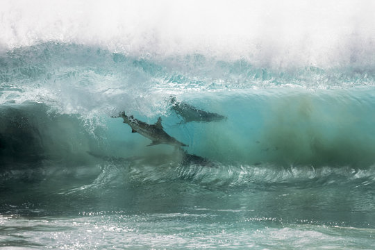 Sharks feeding on a bait ball in the breaking ocean waves, Carnarvon, Western Australia, Australia