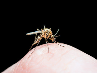 Yellow Fever, Malaria or Zika Virus Infected Mosquito Insect Bite Isolated on Black
