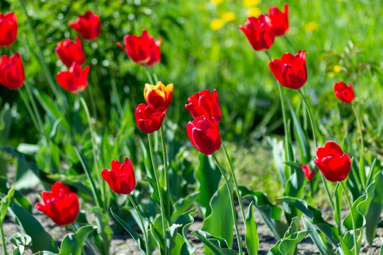View of the beautiful tulips yellow and red in nature