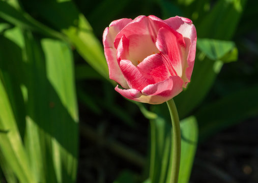 Fototapeta Beautiful big pink tulip closeup on a nature background