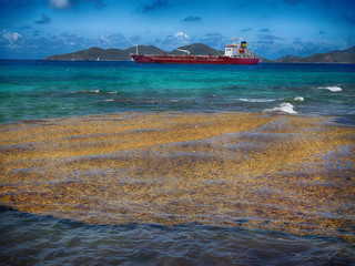 Rotting algae on Caribbean beach hurting tourism