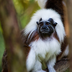 Cotton Top Tamarin