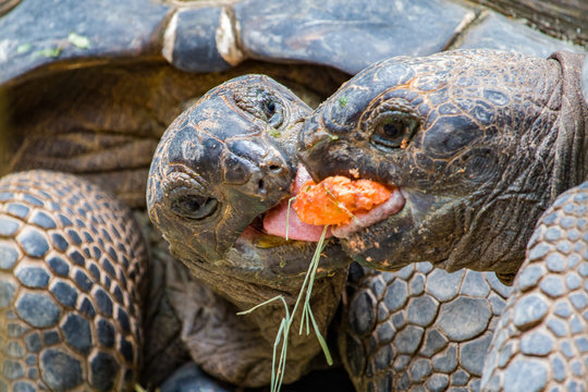 Giant Tortoises Feeding