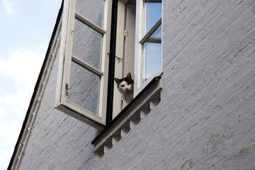 Neugierige Katze blickt aus dem Fenster.