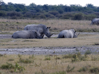 Fototapeta premium Southern White rhinoceros, Ceratotherium simum simum, at waterhole Botswana