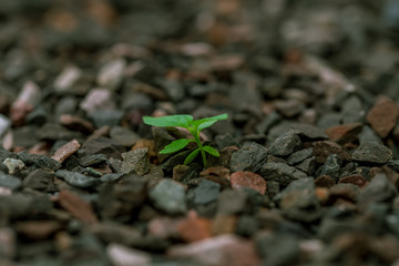 plant, nature, green, agriculture, leaf, spring, earth, soil, grass, growth, ground, garden, macro, food, sprout, texture, life, stone, seedling, close-up, new, vegetable, herb, growing, dirt