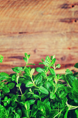 Collection of fresh organic herbs (melissa, mint, thyme, basil, parsley) on wooden background. Banner. Copy space. Abstract spring or summer concept.